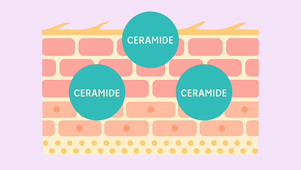 What are Ceramides